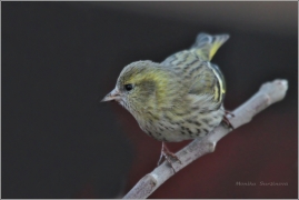 <p>ČÍŽEK LESNÍ (Carduelis spinus) /Eurasian siskin - Erlenzeisig/</p>
